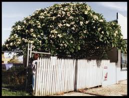 Frangipani tree