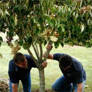 Tree Planting