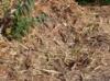 Luck dip Mulch