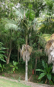 Bangalow Palm