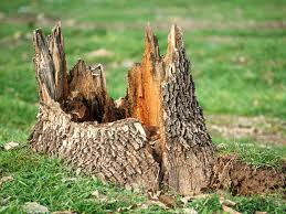 Stump