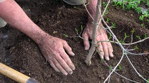 Tree Planting